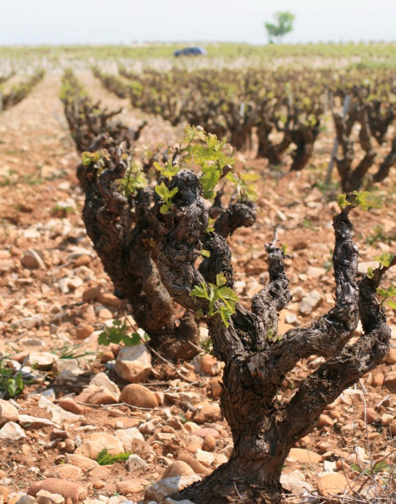 The famous Châteauneuf-du-Pape vineyard covered in its characteristic pebbly and sandy soil