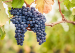 The red wine grape of Burgundy known as Pinot Noir