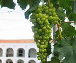 Argentina's signature white grape known as Torrontes