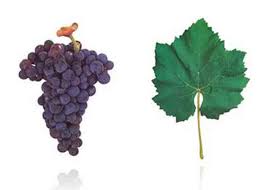 Dark purple grape berry next to a green wine leaf